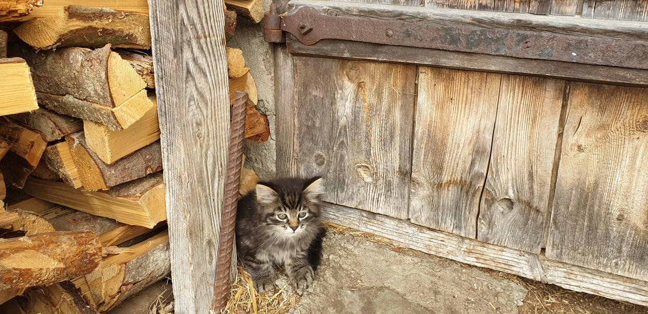 Wiaz`Haus Orthofer Our animals cats
